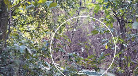 野生野羊或许重现白云山(2)