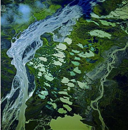 阿拉斯加沼泽地:生长苔藓地衣