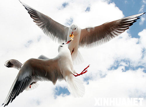 3����ֻ����Ÿ������Խ��[��ͼ]