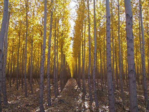 改良树种吸收更多二氧化碳