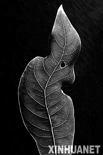 2月8日,第51届世界新闻摄影比赛(又称“荷赛”)获奖名单在荷兰阿姆斯特丹揭晓,中国南方都市报的摄影师方谦华拍摄的这张照片获得自然类单幅一等奖。图片说明为“中国万州自然保护区里的濒危植物”。