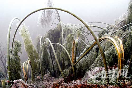 ѩ�ֺ�ֱ����ʧ��ʮ����