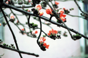 2010���������100ƽ������