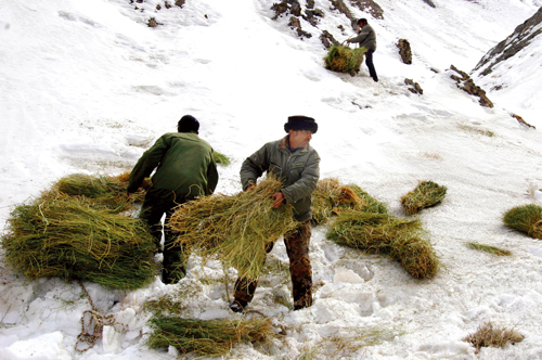 �½��ϲ�����10����ֻҰ���������ܼ�����в