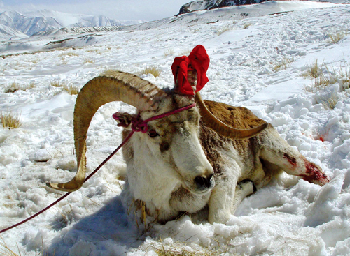 �½��ϲ�����10����ֻҰ���������ܼ�����в