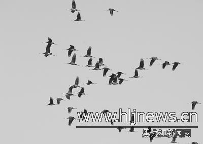 ɭ����������ˮ���˺��� Ұ������������