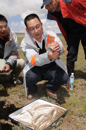 中科院水生生物研究所研究员陈毅峰对刚打捞上来的高原鱼进行讲解(7月26日摄)。7月底、8月初,由长江渔业资源管理委员会、世界自然基金会(WWF)、青海省农牧厅等组织的“长江源区水生生物资源与环境科学考察”,在青海长江源地区展开。青藏高原水域拥有高原鳅、裂腹鱼等特种鱼类,我国科学界对此已经开展了数十年的深入研究。高原鱼类是我国宝贵的生物基因库,对它们的研究也有助于了解全球气候变化。新华社记者 杨金志 摄