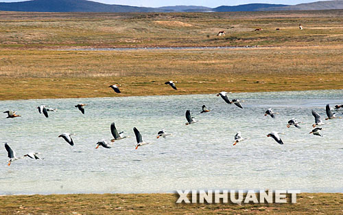 资料图片:斑头雁在玛多县的湖泊上空飞翔(2007年9月13日摄)。新华社记者 马宁 摄