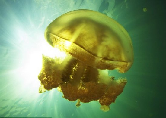 ÿ�갬��Ī�˵�ˮĸ�����������������ο�ǰ����ˮĸһͬ��Ϸ