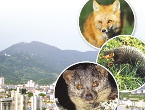 南京紫金山上野生哺乳动物减少过半(图)
