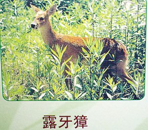 南京紫金山上野生哺乳动物减少过半(图)