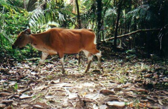 白臀野牛(图片来源:Ujung Kulon National Park and WWF)