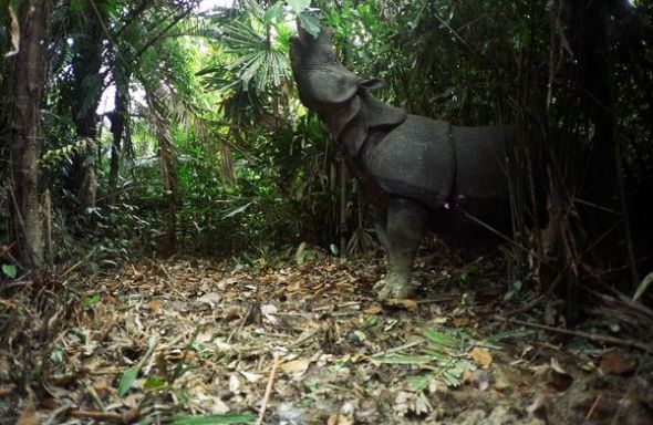 林中觅食(图片来源:Ujung Kulon National Park and WWF)