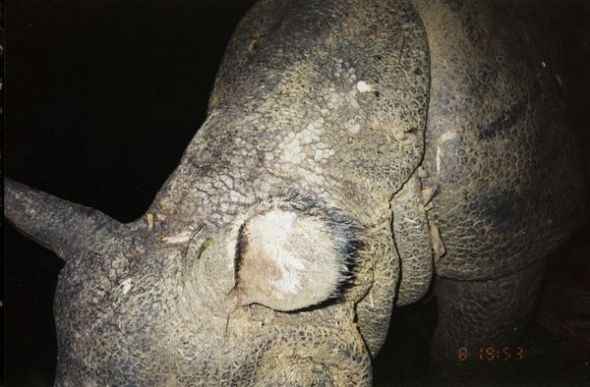 犀牛之“甲”(图片来源:Ujung Kulon National Park and WWF)