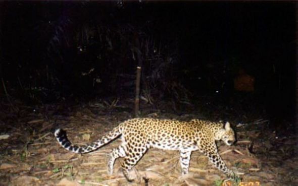 爪哇豹(图片来源:Ujung Kulon National Park and WWF)