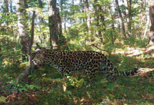 Ұ������������Ļ��