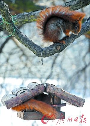 �ڲ����׶���ɳ���߽����԰��һֻ�������������ϵֿ��Ϻ���