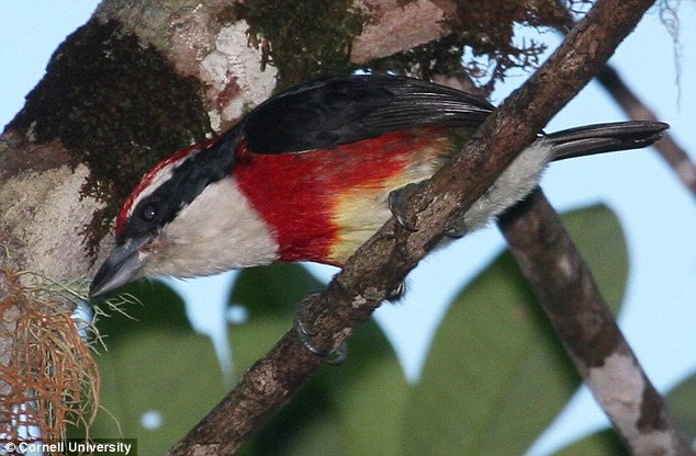 ��ѧ����ƫԶ����³����˹ɽ��������ȫ����ɫ���Թ�ʵ���������֣�Sira Barbet