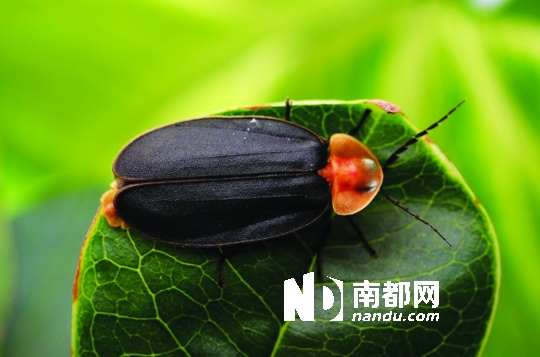 �ڻ�ũ��ľ԰�����ɴ��ź�������ʶө��档