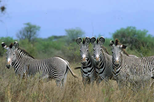 Rare Grevy��s Zebra in danger of extinction