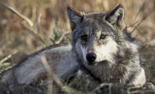 Canis lupus