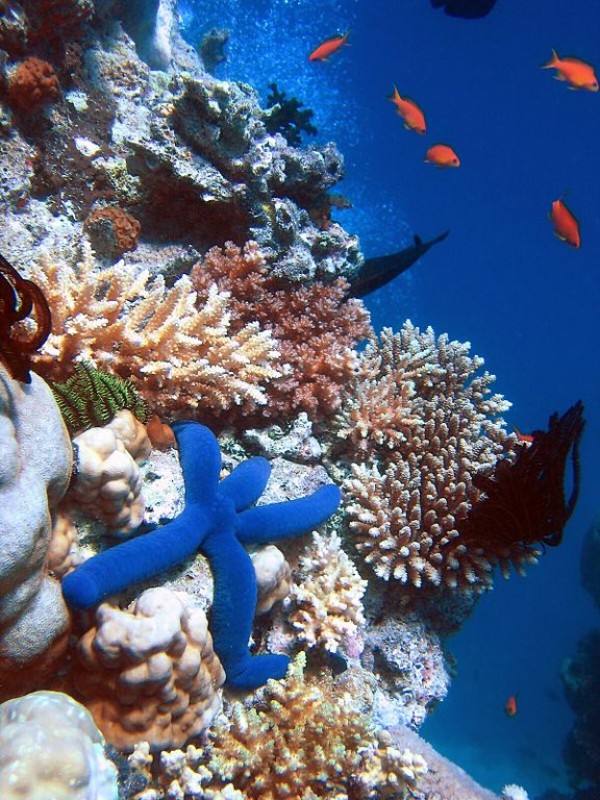In jeopardy? Massive dredging project could harm Great Barrier Reef.