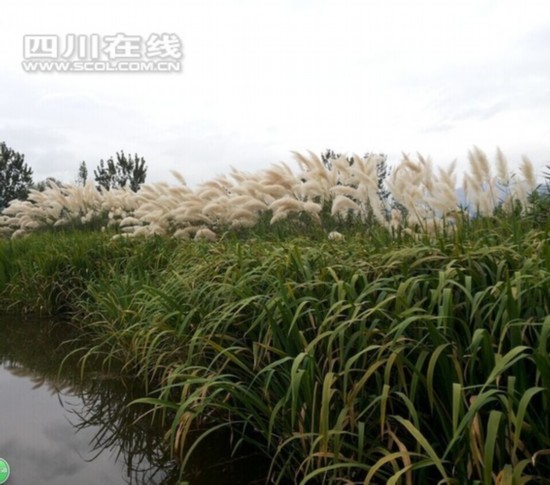 邛海湿地