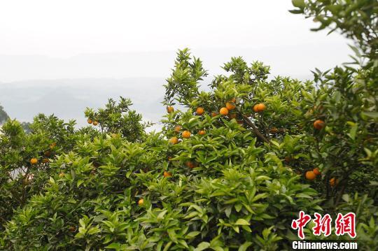 三峡库区生态屏障建设初见成效 消落带治理仍是难题