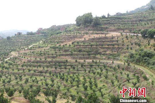 三峡库区生态屏障建设初见成效 消落带治理仍是难题