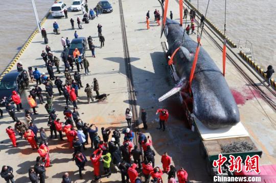 两头命陨中国东海岸的抹香鲸,今天下午已经全部被打捞上岸,等待专家的研究。 章善玉 摄 两头命陨中国东海岸的抹香鲸,今天下午已经全部被打捞上岸,等待专家的研究。 章善玉 摄