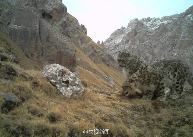 ������Ա�ĵ�Ұ��ѩ����ż����