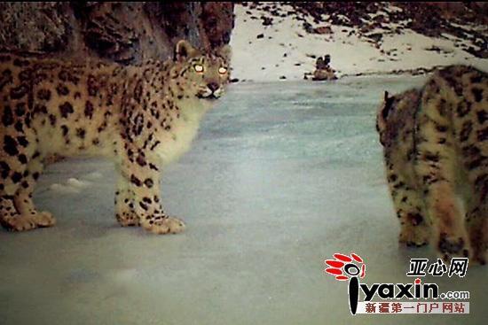 �½����㵽20��ֻѩ����ѩ����������
