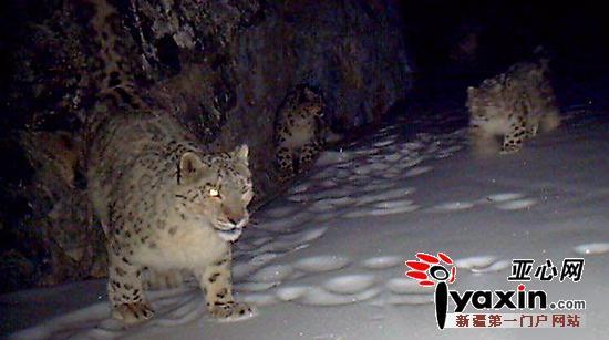 �½����㵽20��ֻѩ����ѩ����������
