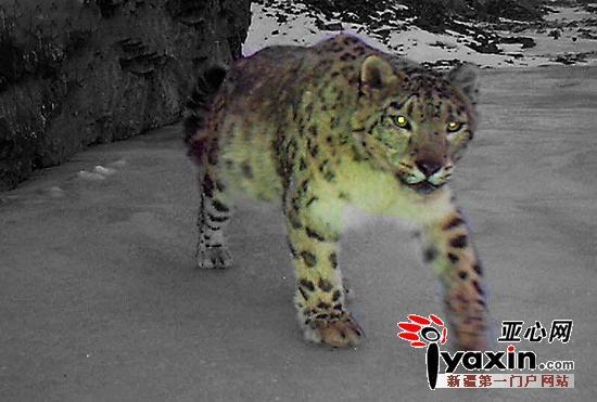�½����㵽20��ֻѩ����ѩ����������