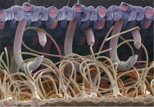 ά���ε�ɨ��羵ͼƬչ��������ţ�򹳴̵������ԡ�ͼƬ��Դ��Science Photo Library