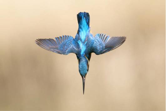 ����Ǳ��ˮ��ȴ������ˮ�����ӵ�ͷ�г�������ϲο�������๵Ĺ��͡�ͼƬ��Դ��Getty Images