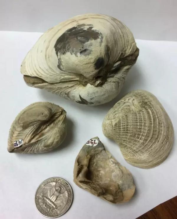 恐龙灭绝最新研究:火山喷发和陨石撞击全遇上了
