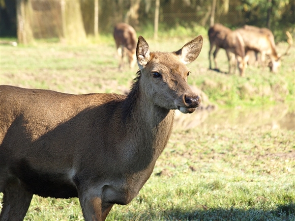 Ұ��������ʧ��ʮ�����������ɽ��