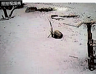 ����è��һ�μ���ѩ�����ɡ���������������