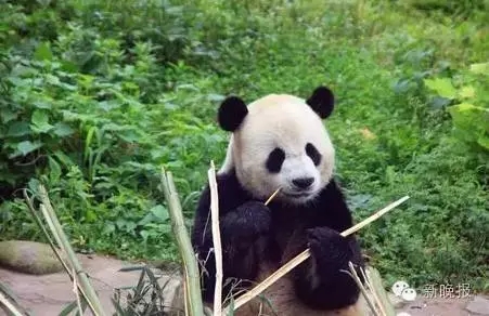 ����è��һ�μ���ѩ�����ɡ���������������