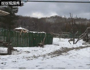����è��һ�μ���ѩ�����ɡ���������������