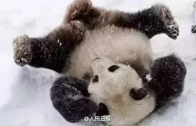 ����è��һ�μ���ѩ�����ɡ���������������