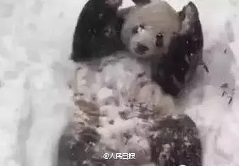 ����è��һ�μ���ѩ�����ɡ���������������