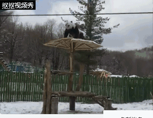 ����è��һ�μ���ѩ�����ɡ���������������