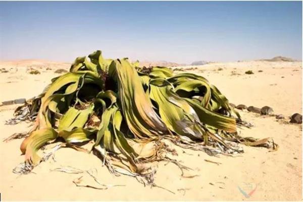 ���棺��������Ҷ���ܡ��������ꡱ