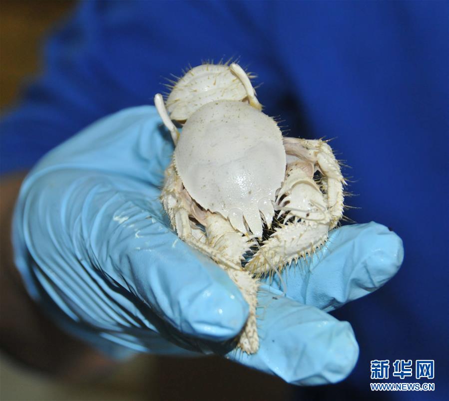 ���»�ȫýͷ����ͼ�Ļ�������3�������桱���������������񽳡��D�D�����й��Դ������̽Ѱ
