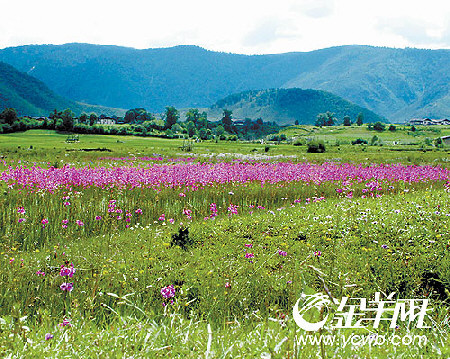 云南:连天花海迷人眼
