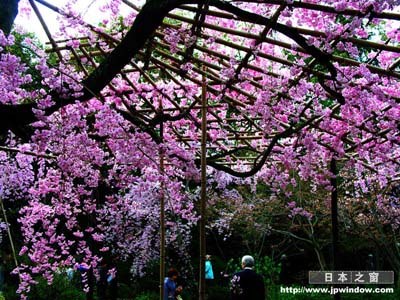 ӣ����ӣ_���������ǵ��ձ���ӣ��-���ϵľ���_��;������