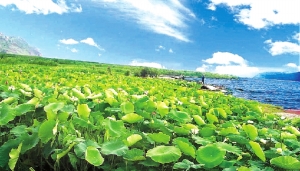 ���ɺ�Ӧ��Ϊ�й������������ص�