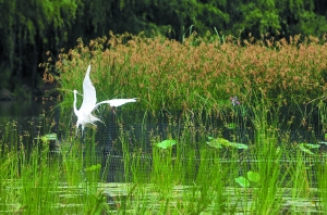 ���ʪ����չ�����ɵİ��ء�